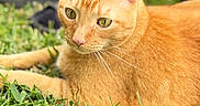 Simba is registered to the contest to win money with this photo: animal, blurred_background, casual_clothing, cat, close_up, daylight, ears, eyes, feline, grass, greenery, lying_down, nature, orange_cat, outdoor, person_legs, pet, relaxing, serene, whiskers