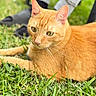 cat, orange_cat, grass, outdoor, animal, pet, feline, greenery, nature, relaxing, lying_down, whiskers, ears, eyes, close_up, blurred_background, person_legs, casual_clothing, daylight, serene