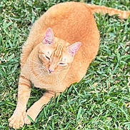 Simba is registered to the contest to win money with this photo: cat, orange_tabby, grass, outdoor, sunlight, relaxed, pet, animal, feline, nature, greenery, paw, whiskers, ears, tail, closeup, resting, cute, domestic_cat, sleepy