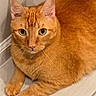 cat, orange_tabby, pet, animal, feline, indoor, floor, tile, wall, whiskers, ears, eyes, paws, resting, cute, domestic_cat, fur, closeup, looking, portrait