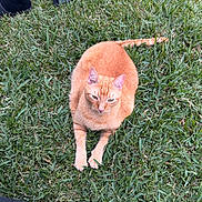 Simba joined the competition — help win amazing prizes! animal, cat, chair_leg, daylight, ear, feline, foot, ginger_cat, grass, greenery, lying_down, nature, outdoor, paw, person, pet, relaxed, resting, sock, tail