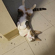 Grace joined the competition — help win amazing prizes! animal, cat, corner, curious, cute, domestic, ears, floor, fur, house, indoor, mammal, paws, pet, playful, relaxed, tabby, tail, tile, whiskers