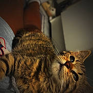 Ginger participe au concours pour gagner de l'argent avec cette photo : cat, tabby_cat, pet, feline, whiskers, green_eyes, striped_fur, close_up, portrait, indoor, cozy, blanket, bed, human_leg, socks, soft_light, low_light, sleepy, cute, looking_up