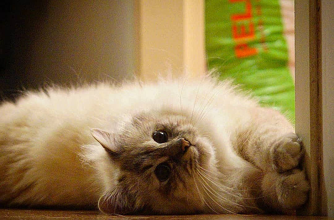 Maya a rejoint le concours — aidez-le/la à gagner de superbes lots ! carnivore, cat, claw, comfort, companion_dog, fawn, felidae, flooring, fur, hardwood, paw, small_to_medium_sized_cats, tail, terrestrial_animal, whiskers