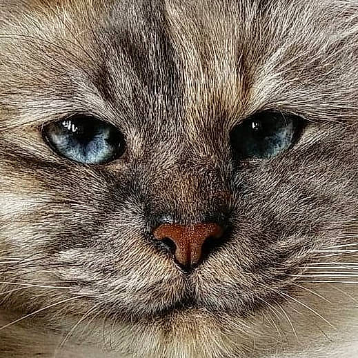 Maya participe au concours pour gagner de l'argent avec cette photo : carnivore, cat, domestic_short_haired_cat, electric_blue, felidae, fur, head, no_expression, small_to_medium_sized_cats, snout, terrestrial_animal, whiskers