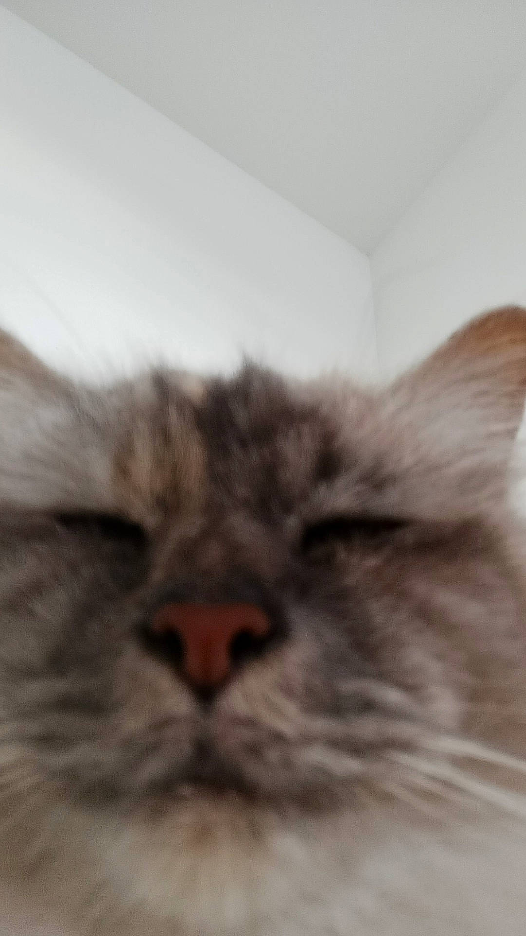 Maya a rejoint le concours — aidez-le/la à gagner de superbes lots ! british_longhair, carnivore, cat, eye, fawn, felidae, fur, hair, head, persian, small_to_medium_sized_cats, snout, terrestrial_animal, whiskers