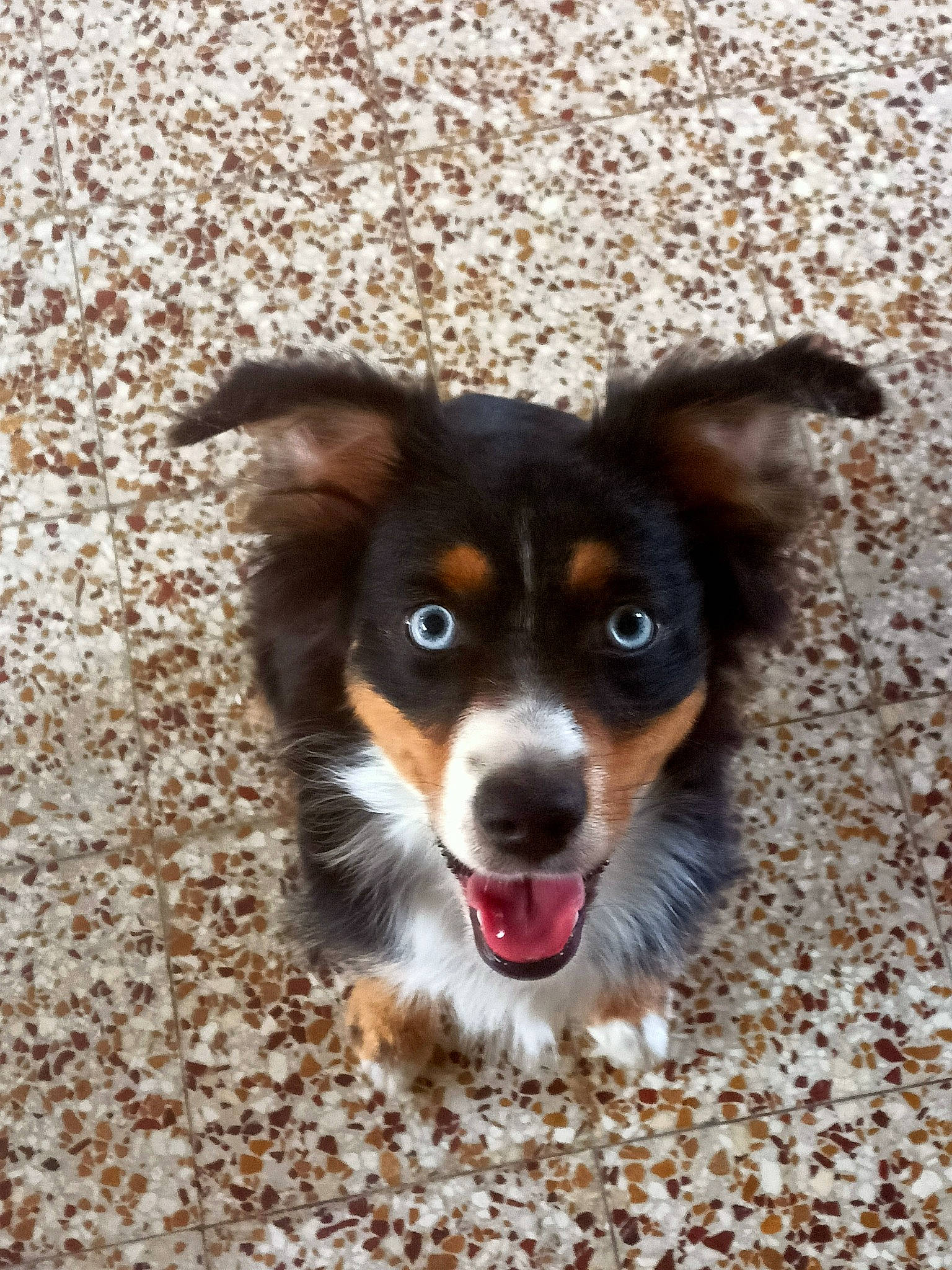 Tanya a rejoint le concours — aidez-le/la à gagner de superbes lots ! ancient_dog_breeds, canidae, carnivore, companion_dog, dog, dog_breed, fawn, fur, herding_dog, paw, puppy, sporting_group, tail, terrestrial_animal, toy_dog, whiskers, working_animal, working_dog