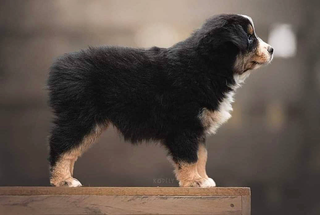 Tanya participe au concours pour gagner de l'argent avec cette photo : ancient_dog_breeds, automotive_tire, balance, canidae, carnivore, companion_dog, dog, dog_breed, fur, gaddi_kutta, herding_dog, paw, rolling, snout, sporting_group, tail, terrestrial_animal, whiskers, wildlife, working_dog