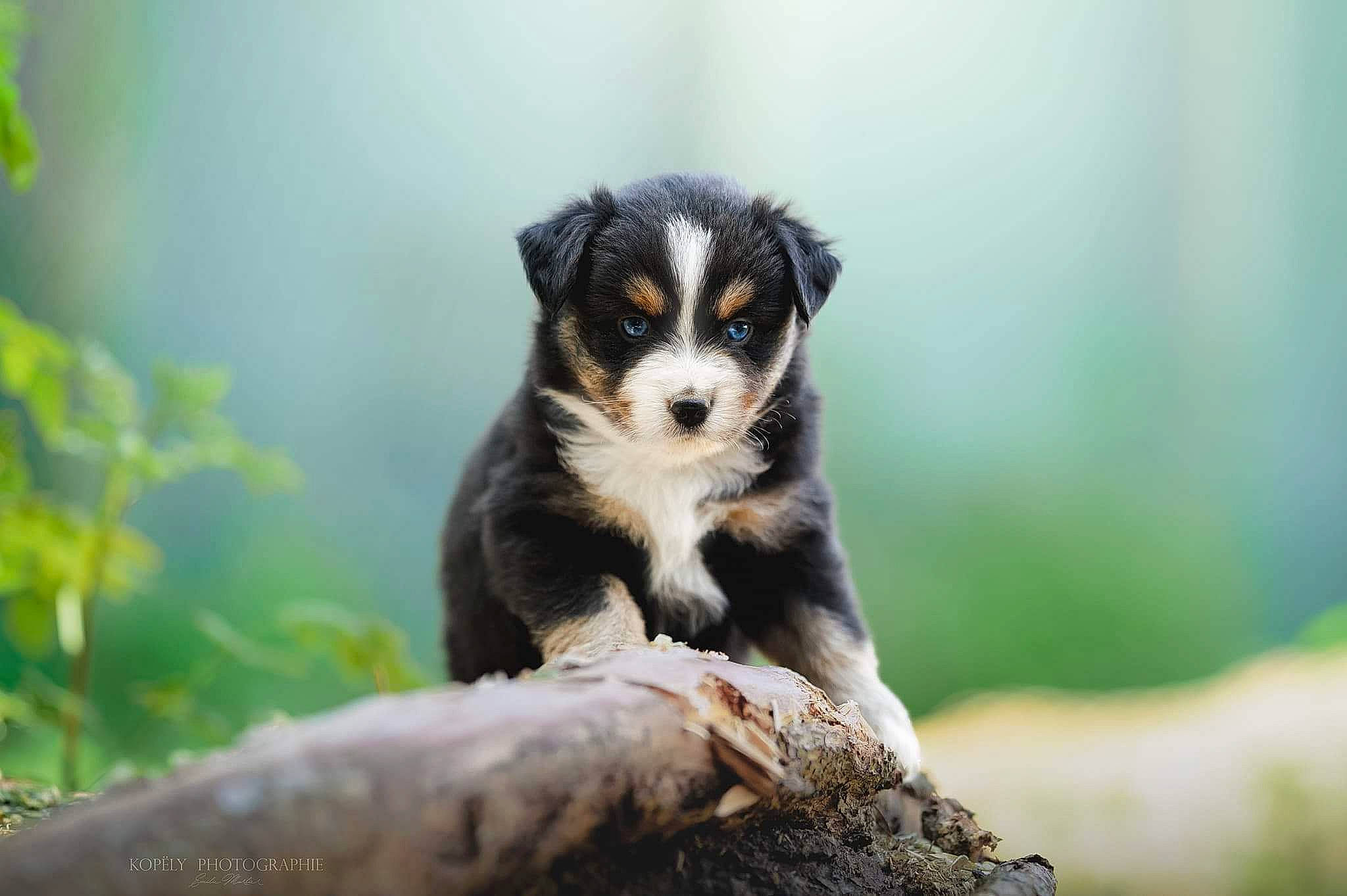 Tanya a rejoint le concours — aidez-le/la à gagner de superbes lots ! bernese_mountain_dog, carnivore, companion_dog, dog, dog_breed, grass, herding_dog, jungle, mole_salamander, plant, puppy, terrestrial_animal, tree, trunk, wildlife, wood, working_animal, working_dog
