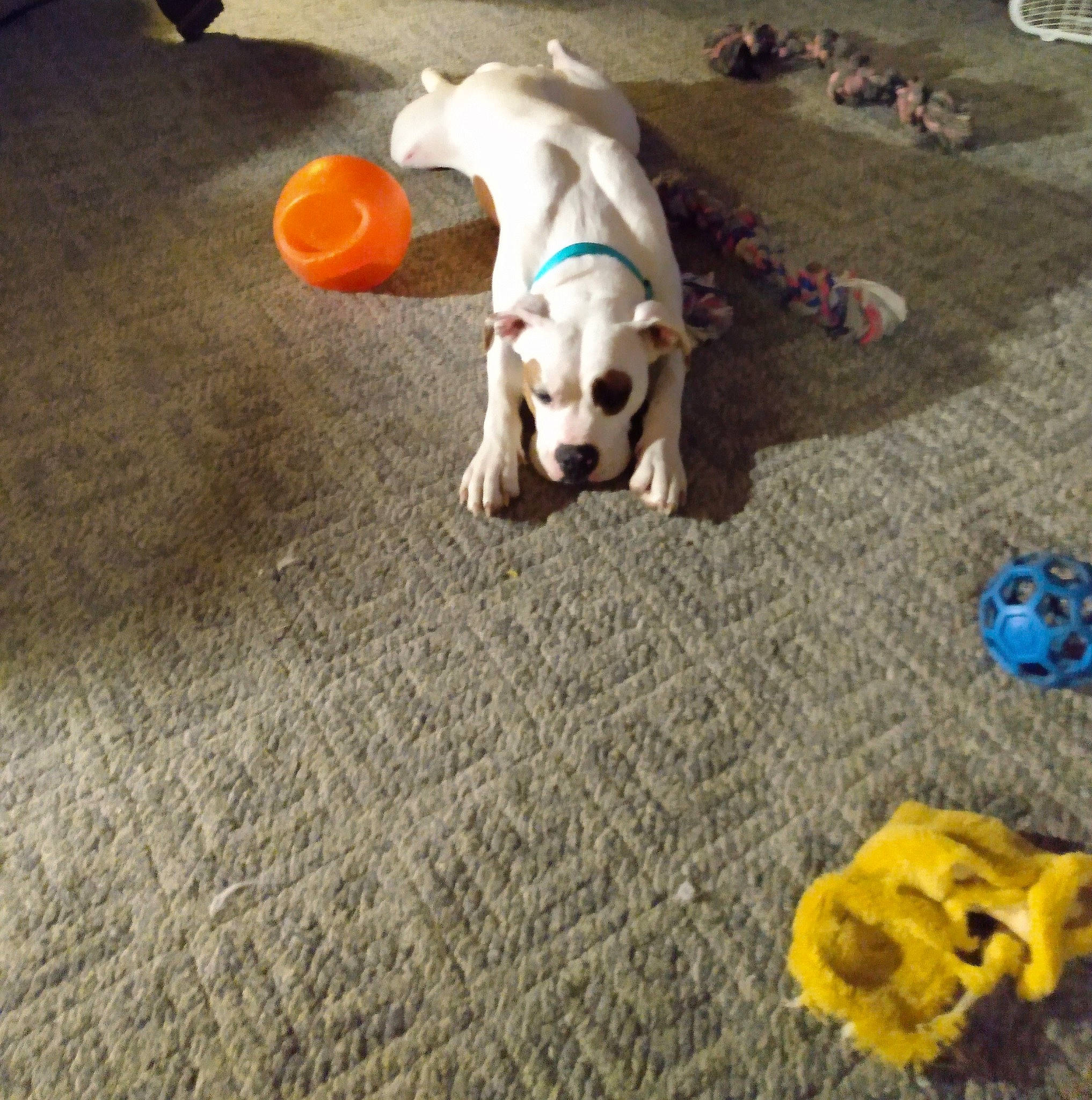 Ghost joined the competition — help win amazing prizes! asphalt, carnivore, comfort, companion_dog, dog, dog_breed, fawn, floor, flooring, grass, mammal, paw, plastic, sidewalk, tail, toy, toy_dog, vertebrate, wood, working_animal