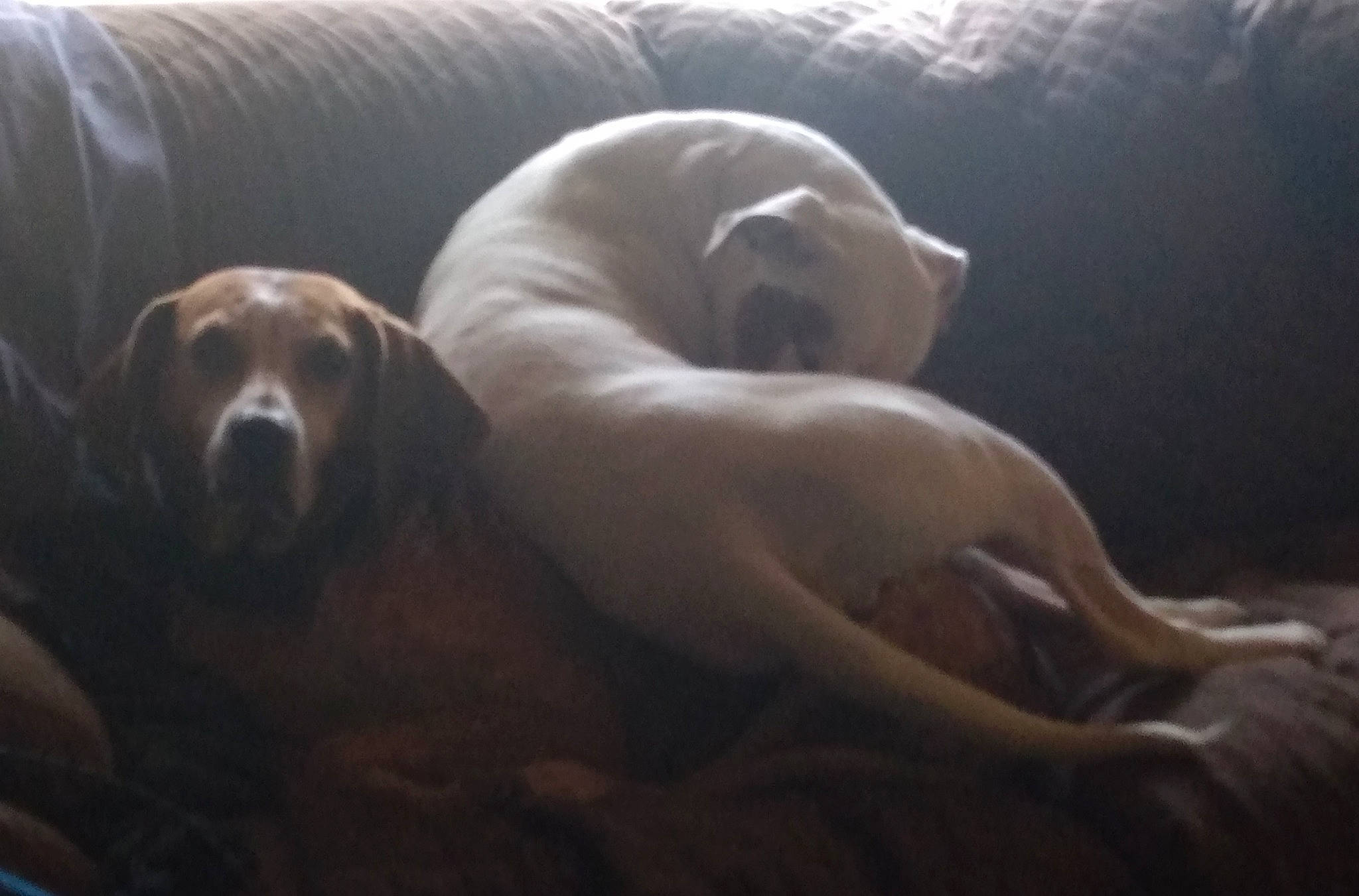 Ghost is registered to the contest to win money with this photo: art, canidae, carnivore, cloud, comfort, companion_dog, darkness, dog, dog_breed, fawn, fur, mammal, sky, snout, sporting_group, tail, terrestrial_animal, wildlife, wood, working_animal