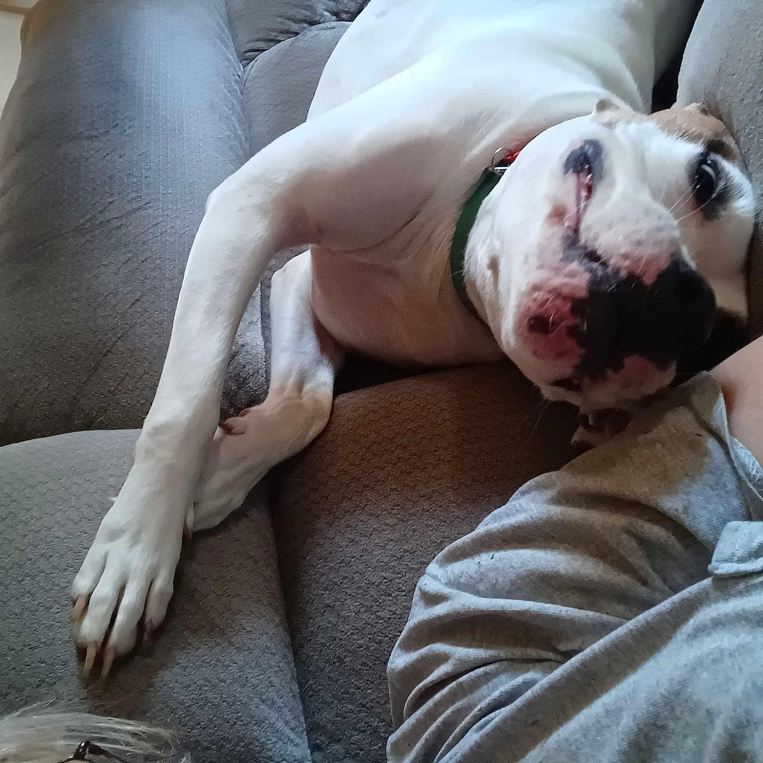 Ghost is registered to the contest to win money with this photo: ball, canidae, car_seat, carnivore, comfort, companion_dog, couch, dog, dog_breed, fawn, fur, guard_dog, human_leg, knee, sitting, thigh, toy_dog, whiskers, white_english_bulldog, working_animal