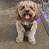 Sammy Patrick is registered to the contest to win money with this photo: dog, small_dog, curly_fur, harness, indoor, floor, concrete_floor, happy, tongue_out, pet, animal, cute, brown_dog, puppy, sitting, fur, canine, domestic_animal, wooden_furniture, hallway