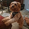 Sammy Patrick joined the competition — help win amazing prizes! dog, curly_hair, indoor, furniture, harness, toy, carpet, pet, brown, floor, table, chair, looking_up, cute, small_dog, animal, legs, paw, home, cozy