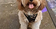 Sammy Patrick joined the competition — help win amazing prizes! dog, indoor, floor, concrete, harness, happy, tongue_out, curly_hair, pet, animal, brown, small_dog, wooden_furniture, rug, hallway, smiling, cute, flooring, domestic, canine