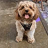 animal, brown, canine, concrete, curly_hair, cute, dog, domestic, floor, flooring, hallway, happy, harness, indoor, pet, rug, small_dog, smiling, tongue_out, wooden_furniture
