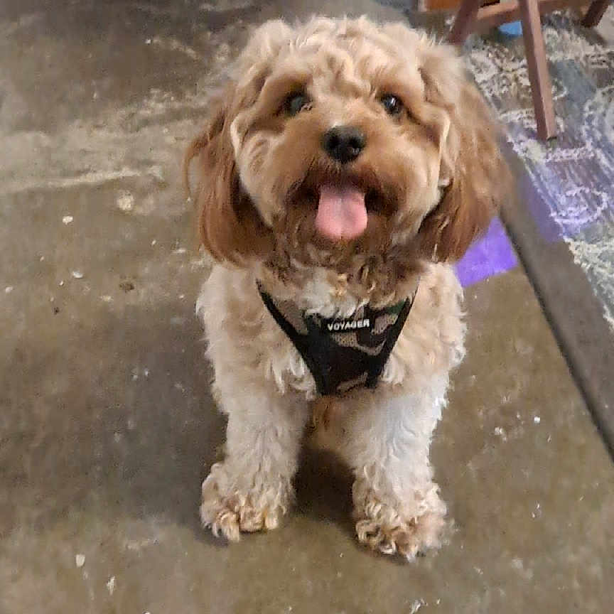 Sammy Patrick joined the competition — help win amazing prizes! dog, indoor, floor, concrete, harness, happy, tongue_out, curly_hair, pet, animal, brown, small_dog, wooden_furniture, rug, hallway, smiling, cute, flooring, domestic, canine