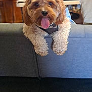 Sammy Patrick is registered to the contest to win money with this photo: dog, curly_fur, couch, living_room, tongue_out, happy, pet, indoor, christmas_tree, blurred_tv, furniture, cozy, brown_dog, household_items, food_bowl, water_bowl, relaxed, domestic, companion, cute