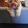 dog, curly_fur, couch, living_room, tongue_out, happy, pet, indoor, christmas_tree, blurred_tv, furniture, cozy, brown_dog, household_items, food_bowl, water_bowl, relaxed, domestic, companion, cute
