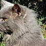 Rousseau participe au concours pour gagner de l'argent avec cette photo : asian_semi_longhair, british_longhair, british_semi_longhair, carnivore, cat, domestic_long_haired_cat, eye, felidae, grass, mammal, nebelung, norwegian_forest_cat, persian, plant, ragamuffin, siberian, small_to_medium_sized_cats, snout, vertebrate, whiskers