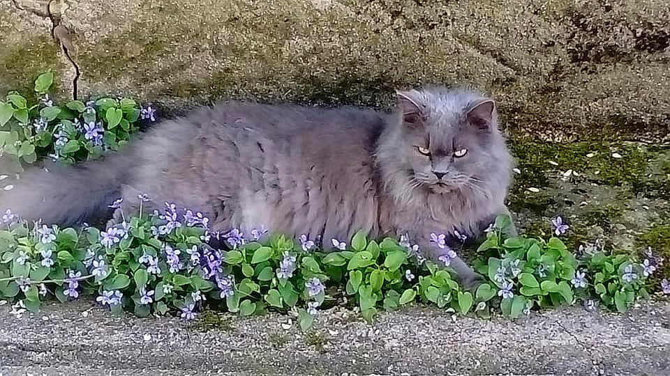 Rousseau participe au concours pour gagner de l'argent avec cette photo : asian_semi_longhair, british_longhair, british_semi_longhair, carnivore, cat, cymric, domestic_long_haired_cat, felidae, flower, grass, maine_coon, mammal, nebelung, norwegian_forest_cat, persian, plant, ragamuffin, siberian, small_to_medium_sized_cats, whiskers