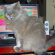 Rousseau participe au concours pour gagner de l'argent avec cette photo : asian, asian_semi_longhair, british_longhair, british_semi_longhair, carnivore, cat, domestic_long_haired_cat, domestic_short_haired_cat, felidae, kitten, mammal, napoleon_cat, norwegian_forest_cat, persian, ragamuffin, siberian, small_to_medium_sized_cats, turkish_angora, vertebrate, whiskers