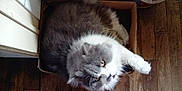 Tibère participe au concours pour gagner de l'argent avec cette photo : american_curl, british_longhair, british_semi_longhair, carnivore, cat, cymric, domestic_long_haired_cat, domestic_short_haired_cat, felidae, fur, kitten, mammal, nebelung, norwegian_forest_cat, polydactyl_cat, ragamuffin, small_to_medium_sized_cats, snout, vertebrate, whiskers