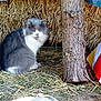 Tibère a rejoint le concours — aidez-le/la à gagner de superbes lots ! carnivore, cat, domestic_long_haired_cat, domestic_short_haired_cat, felidae, norwegian_forest_cat, small_to_medium_sized_cats, straw