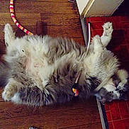 Tibère participe au concours pour gagner de l'argent avec cette photo : british_longhair, carnivore, cat, domestic_long_haired_cat, fawn, felidae, fur, himalayan, maine_coon, norwegian_forest_cat, paw, persian, ragamuffin, ragdoll, small_to_medium_sized_cats, tail, whiskers