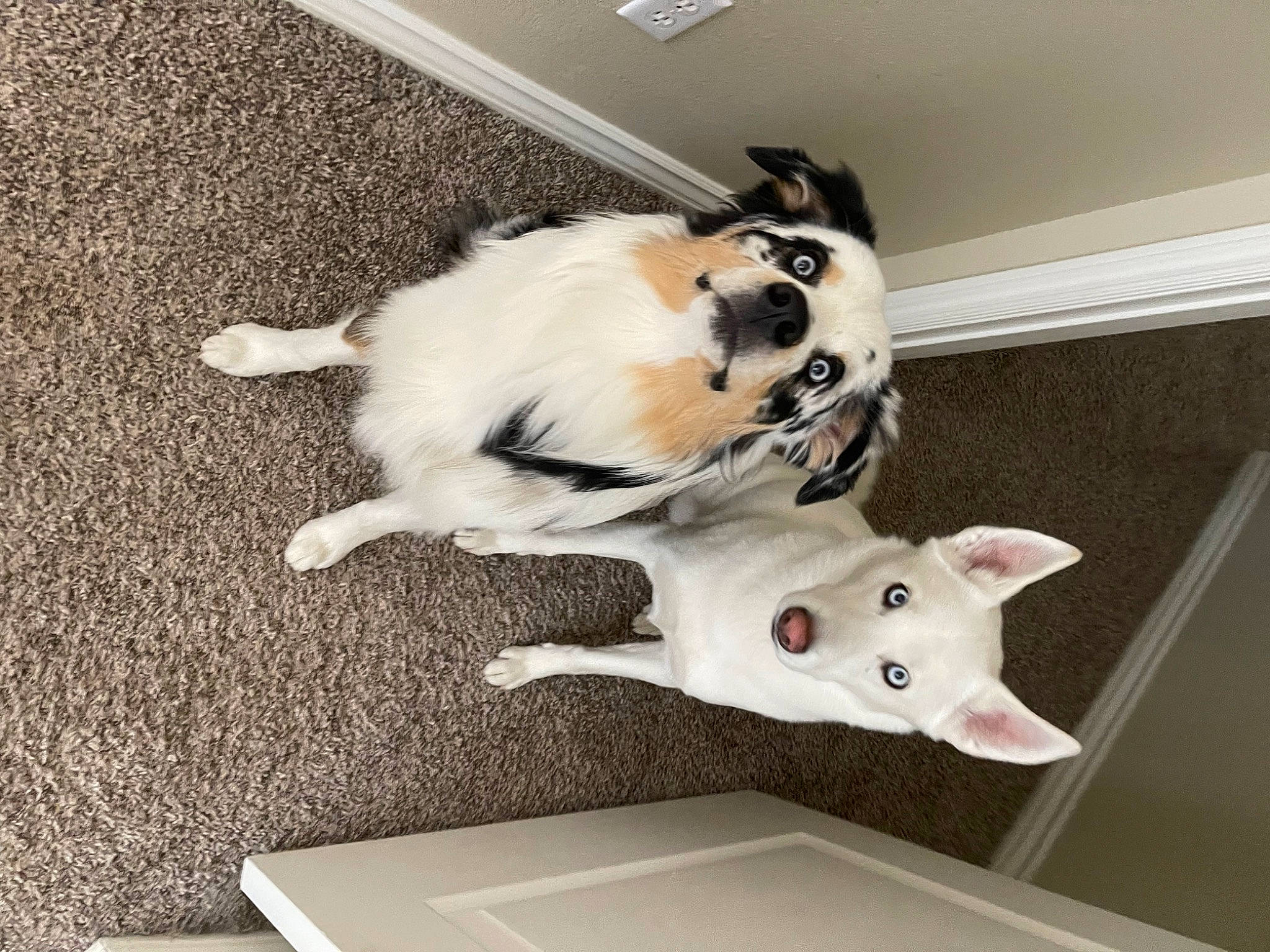 Chowder joined the competition — help win amazing prizes! carmine, carnivore, collar, companion_dog, dog, dog_breed, felidae, floor, flooring, fur, mammal, paw, pet_supply, small_to_medium_sized_cats, snout, sporting_group, tail, vertebrate, whiskers, white