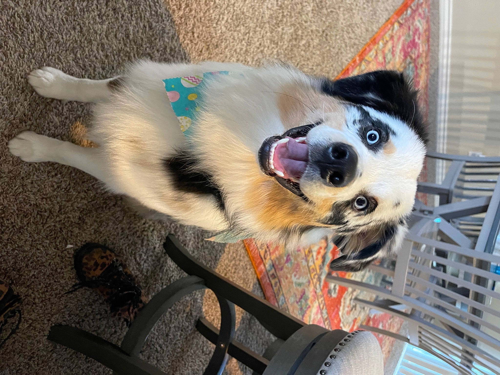 Chowder is registered to the contest to win money with this photo: canidae, carnivore, collar, companion_dog, dog, dog_breed, dog_collar, dog_supply, fawn, fur, leash, non_sporting_group, paw, pet_supply, puppy, snout, sporting_group, whiskers, working_animal, working_dog