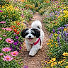 dog, path, flowers, garden, nature, outdoor, happy, pet, fluffy, colorful, greenery, walking, spring, summer, cute, small_dog, playful, sunlight, natural_light, scenic