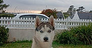 Joy participe au concours pour gagner de l'argent avec cette photo : animal, blue_eyes, car, cloudy, curious, daytime, dog, fence, garden, grass, greenery, house, husky, nature, outdoor, paws, pet, portrait, sky, window