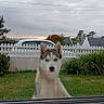 animal, blue_eyes, car, cloudy, curious, daytime, dog, fence, garden, grass, greenery, house, husky, nature, outdoor, paws, pet, portrait, sky, window