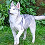 dog, puppy, siberian_husky, blue_eyes, grass, garden, greenery, leafy_plants, outdoor, animal, pet, fur, canine, alert, standing, young_dog, nature, playful, four_legs, tail