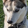 Joy participe au concours pour gagner de l'argent avec cette photo : animal, blue_eyes, canine, closeup, collar, cute, dog, domestic_animal, ears, furry, grass, heart_shaped_tag, muzzle, nature, outdoor, pet, portrait, siberian_husky, sunlight, tag