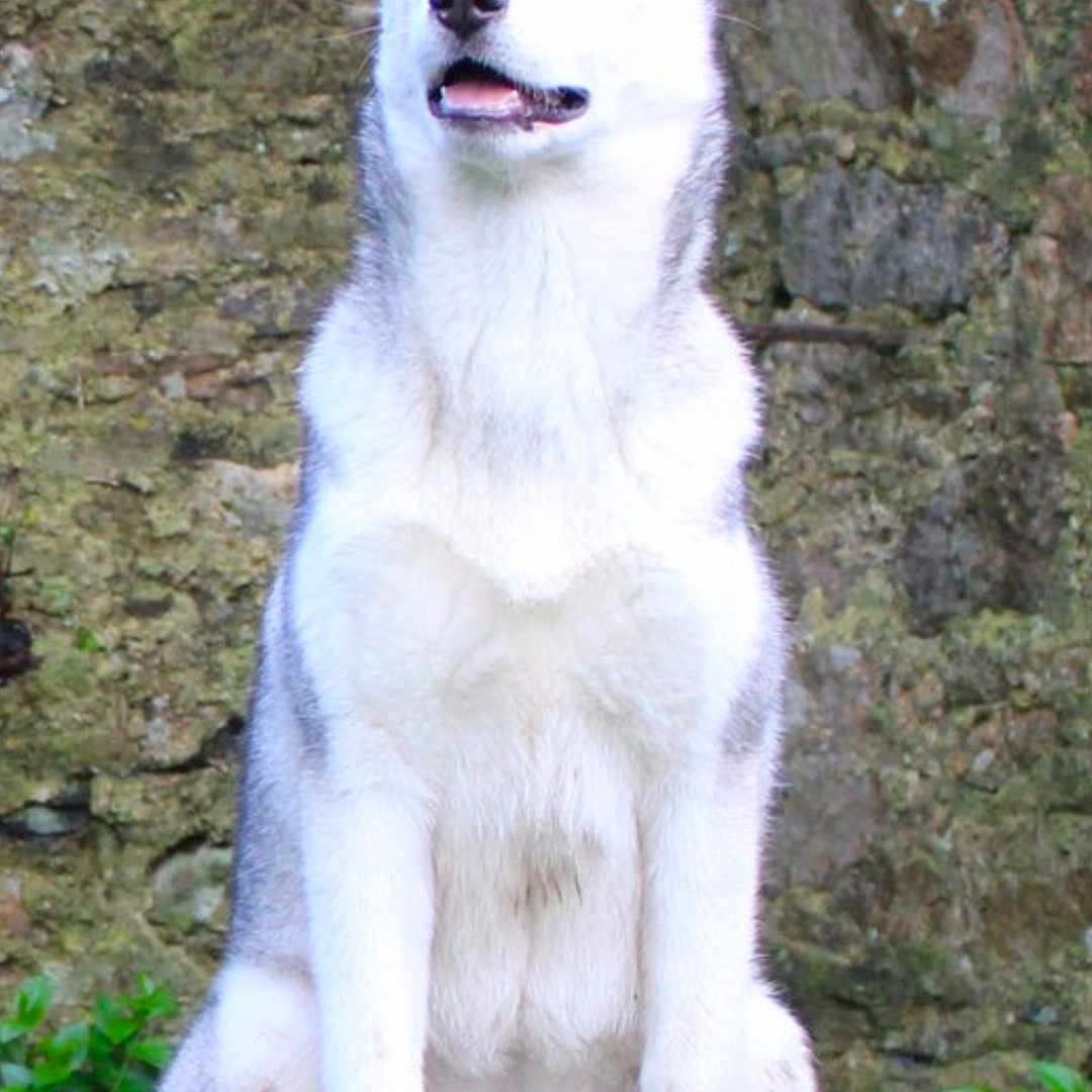 Joy