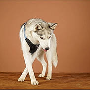 Joy participe au concours pour gagner de l'argent avec cette photo : animal, brown_background, canine, dog, domestic_animal, ears, four_legs, fur, harness, husky, indoor, looking_down, mammal, pet, portrait, standing, studio, tail, tongue_out, wooden_surface