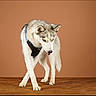 animal, brown_background, canine, dog, domestic_animal, ears, four_legs, fur, harness, husky, indoor, looking_down, mammal, pet, portrait, standing, studio, tail, tongue_out, wooden_surface