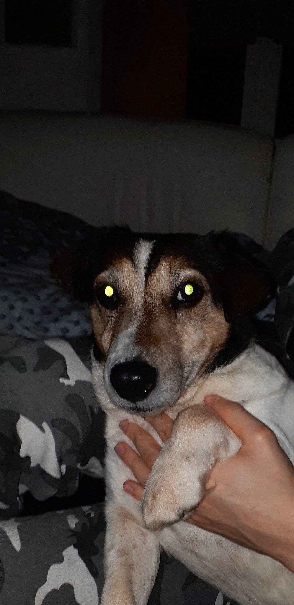 Jack a rejoint le concours — aidez-le/la à gagner de superbes lots ! canidae, carnivore, comfort, companion_dog, couch, dog, dog_breed, fur, paw, sporting_group, terrestrial_animal, whiskers, working_animal, working_dog