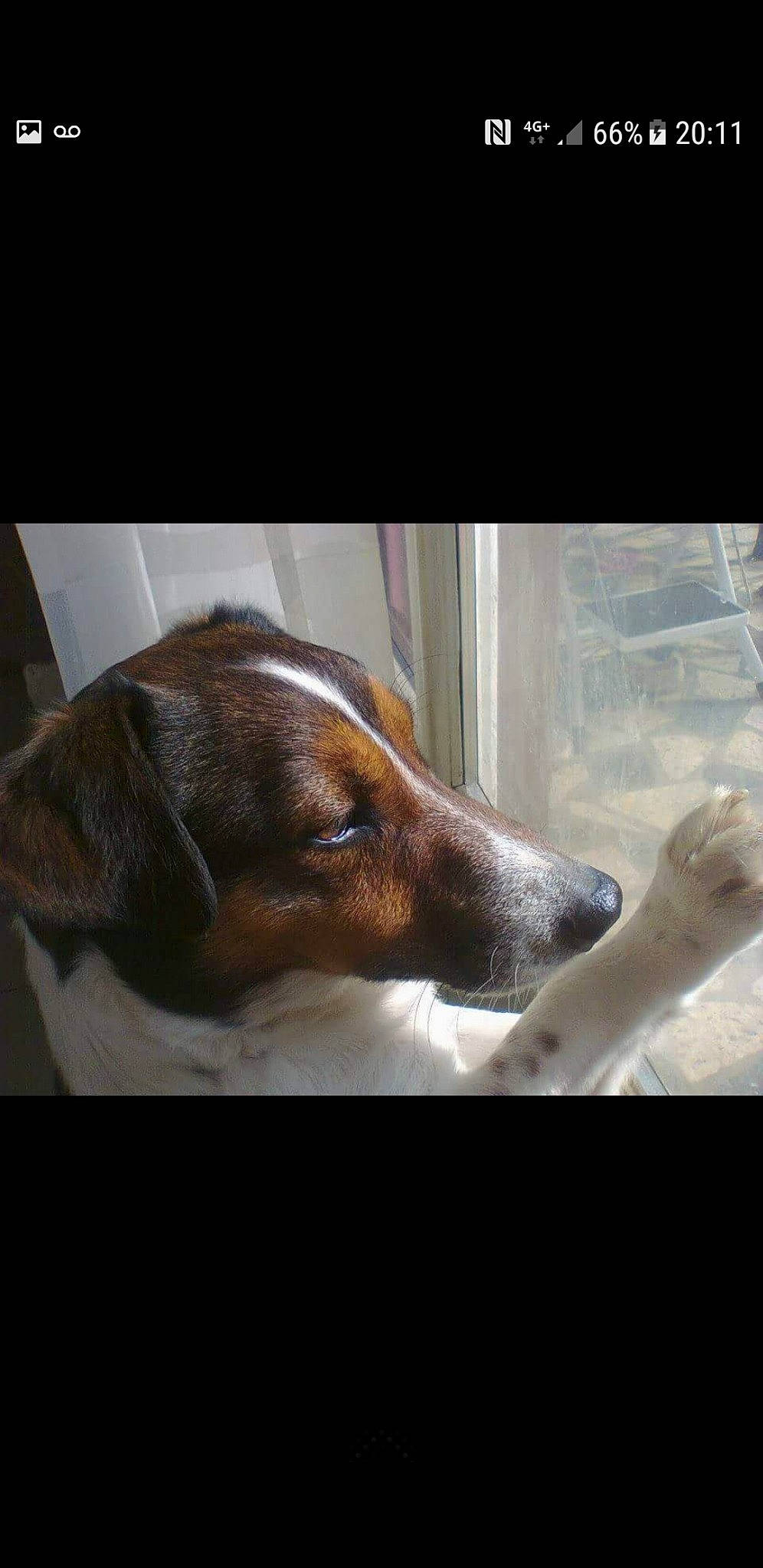 Jack a rejoint le concours — aidez-le/la à gagner de superbes lots ! canidae, carnivore, comfort, companion_dog, dog, dog_breed, ear, fawn, flooring, fur, linens, liver, metal, snout, sporting_group, whiskers, window, wood, working_animal