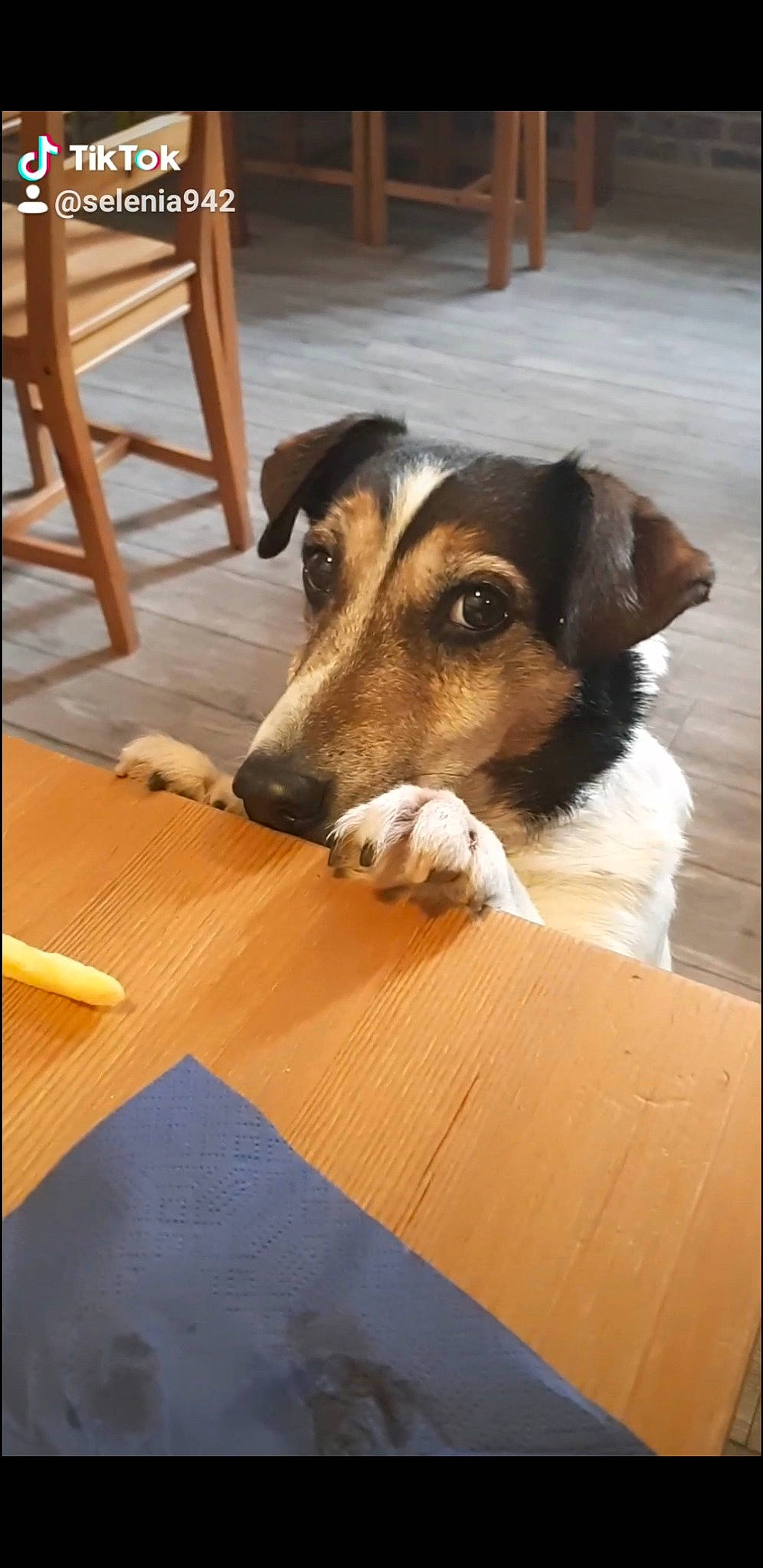 Jack participe au concours pour gagner de l'argent avec cette photo : canidae, carnivore, chair, companion_dog, desk, dog, dog_breed, fawn, flooring, fur, hardwood, laminate_flooring, rectangle, snout, sporting_group, table, wood, wood_flooring, wood_stain, working_animal