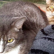Lucky is registered to the contest to win money with this photo: cat, animal, feline, pet, fur, yellow_eyes, close_up, indoor, blanket, resting, curious, two_cats, cozy, tabby, gray_cat, domestic_animal, whiskers, alert, companion, couch