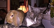 Lucky is registered to the contest to win money with this photo: animal, blanket, blur, brown_rabbit, cat, cozy, furniture, gray_cat, home, indoor, lamp, person, pet, quiet, rabbit, resting, shelf, sleepy, soft_light, window