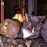 Lucky is registered to the contest to win money with this photo: rabbit, cat, animal, pet, indoor, lamp, blanket, person, furniture, cozy, sleepy, blur, gray_cat, brown_rabbit, window, shelf, home, quiet, resting, soft_light