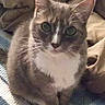 Lucky is registered to the contest to win money with this photo: cat, gray_cat, white_chest, green_eyes, pet, indoor, blanket, striped_blanket, knitted_blanket, feline, animal, curious, sitting, cozy, fabric, soft, fur, whiskers, ears, closeup