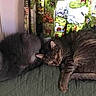 cat, cats, sleeping, resting, feline, fur, indoor, quilted, green, curtain, nature, animal, pet, cozy, quiet, companion, two, side_by_side, relaxed, home