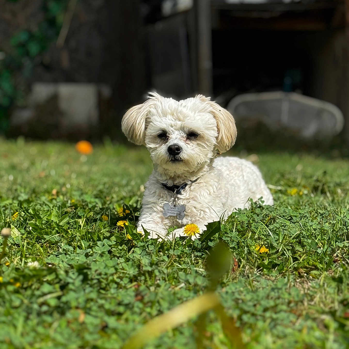 Henry