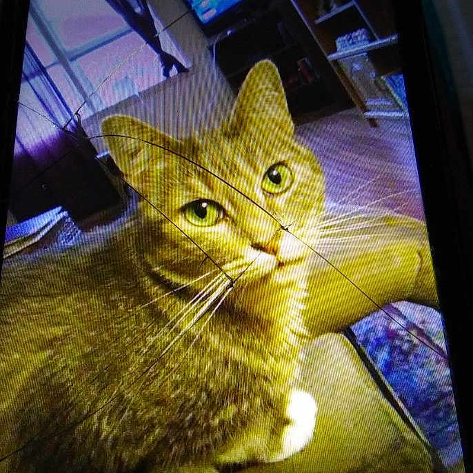 Taylor is registered to the contest to win money with this photo: carnivore, cat, computer_monitor, display_device, electronic_device, felidae, flat_panel_display, gadget, kitten, photo_caption, photography, screen, screenshot, small_to_medium_sized_cats, tabby_cat, technology, whiskers, yellow