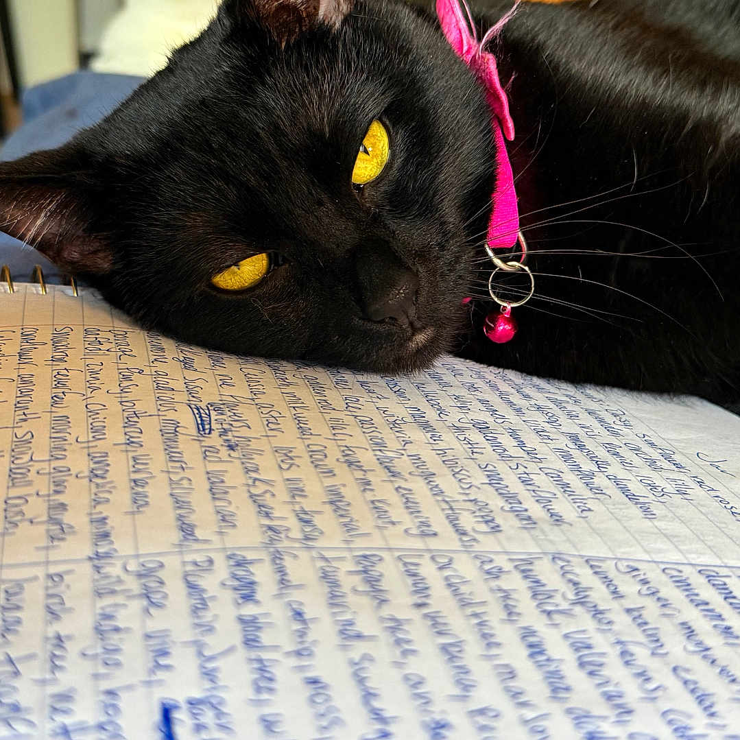 Raven joined the competition — help win amazing prizes! accessories, animal, blackcat, calligraphy, cat, computer, diary, electronics, furniture, handwriting, kitten, laptop, manx, page, pc, pet, strap, text, wood